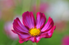 Get Red Cosmos Flower Seeds - Transform Your Garden Today!