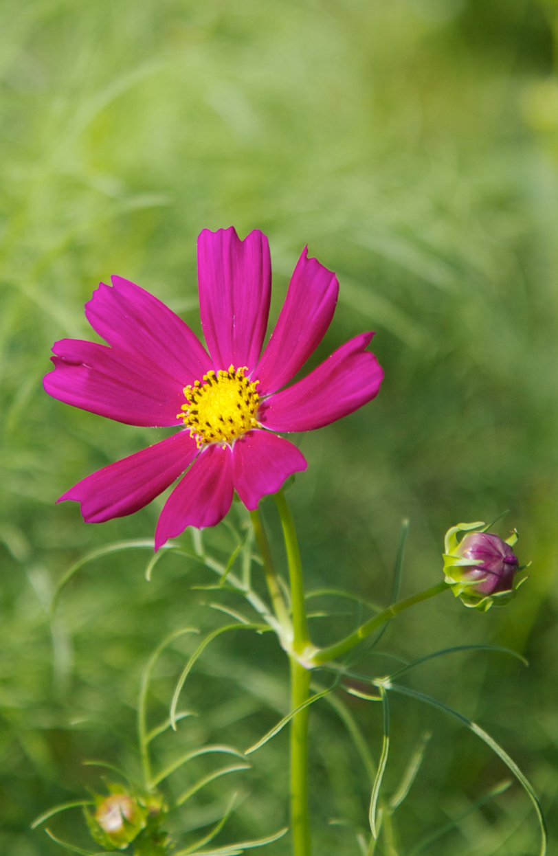Buy Red Cosmos Seeds - Grow Gorgeous Flowers in Your Garden