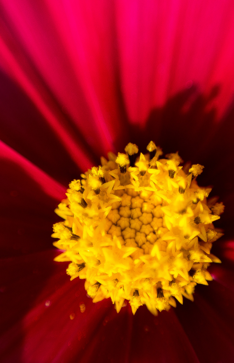 Shop for Red Cosmos Dwarf Seeds - Add Color to Your Landscape