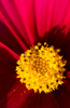 Load image into Gallery viewer, Shop for Red Cosmos Dwarf Seeds - Add Color to Your Landscape