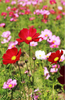 Load image into Gallery viewer, Buy Red Cosmos Dwarf Seeds - Vibrant Blooms for Your Garden