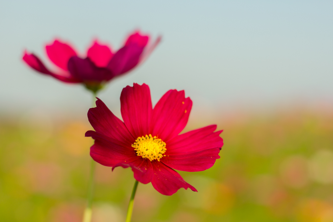 Premium Red Cosmos Dwarf Seeds - Enhance Your Garden's Beauty