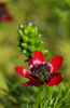 Load image into Gallery viewer, Buy Red Adonis Aestivalis Seeds - Start planting Pheasant&#39;s Eye 