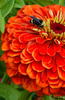 Blooming Beauty Seeds: Buy Red Zinnia Elegans Seeds Online