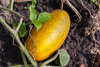 Buy Spaghetti Squash Online - Elevate Your Cooking Experience