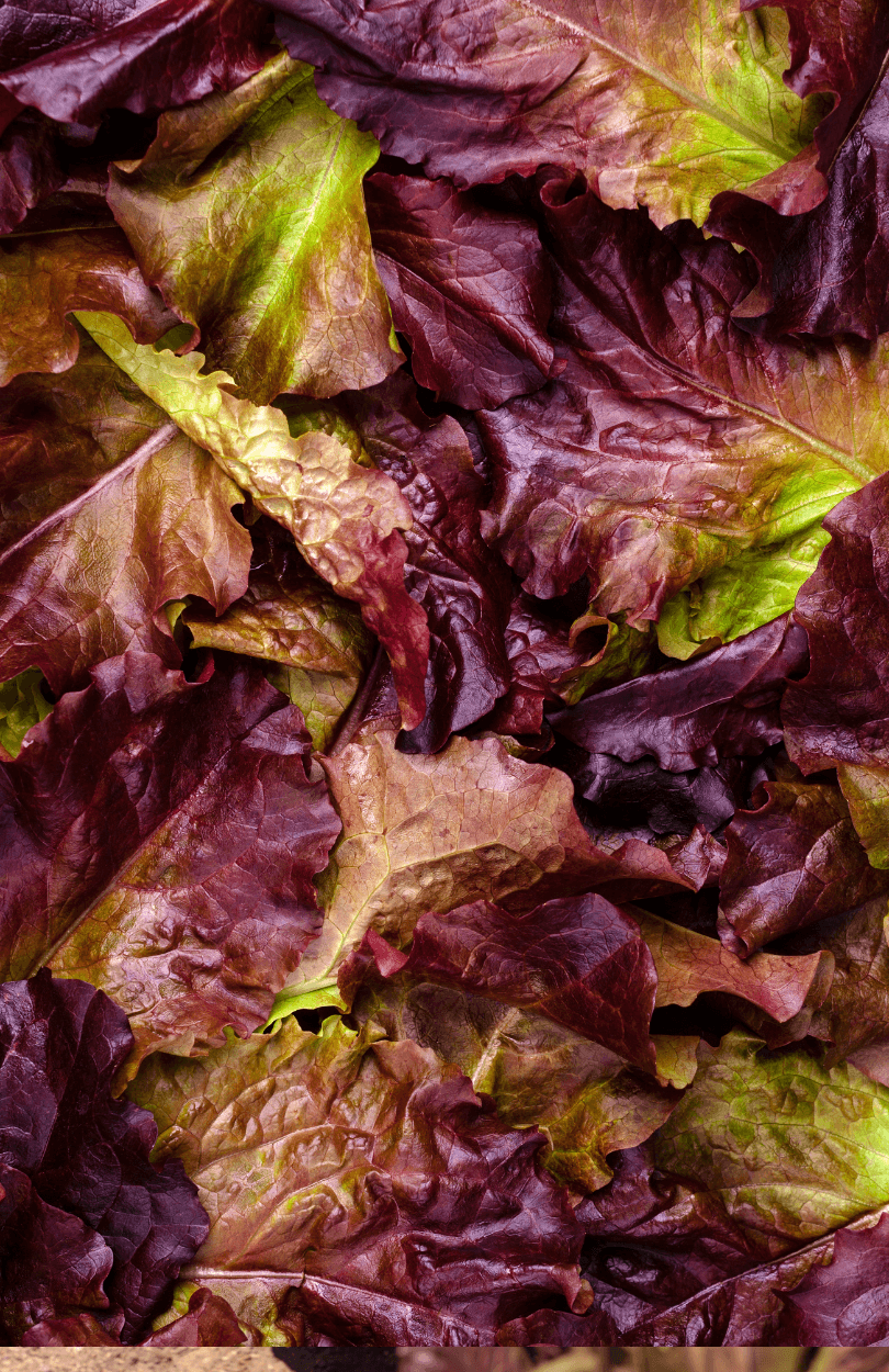 Purple Romaine Lettuce Seeds - Grow Tasty and Eye-Catching Greens