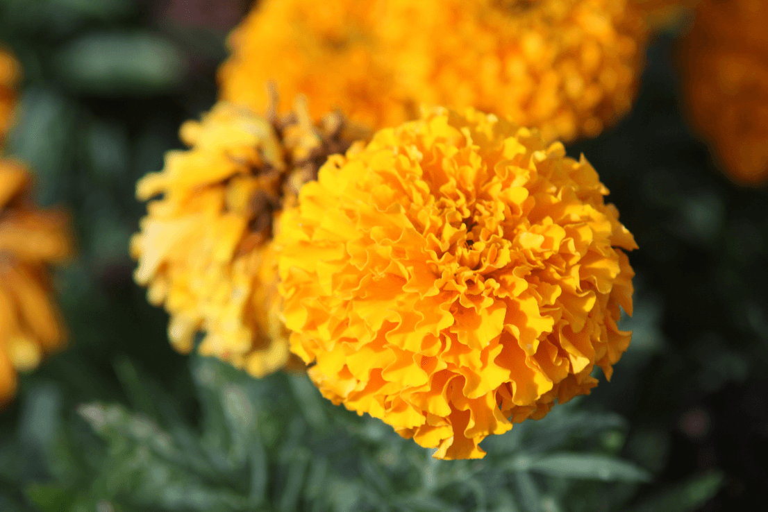 Shop High-Quality African Flower Marigold Seeds Here"