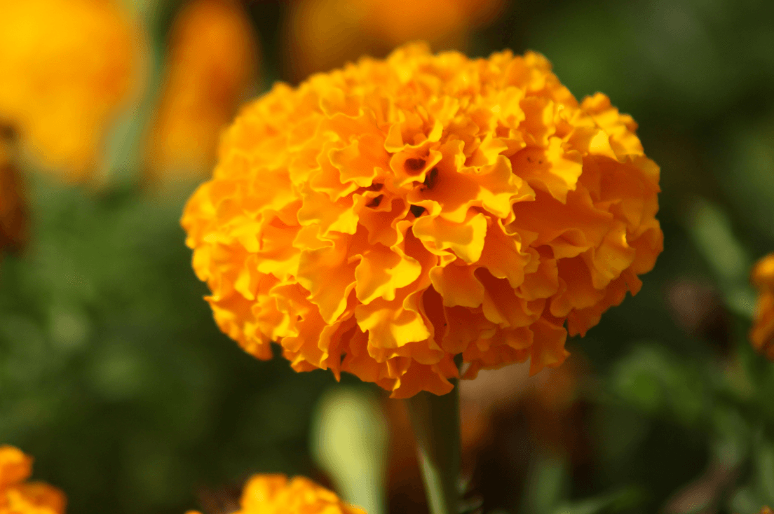 Top-Grade African Flower Marigold Seeds for Sale - Order Now