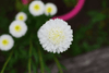 Carregue a imagem no visualizador da Galeria, Get Your Hands on Tall White Aster Seeds Today!