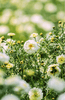 Carregue a imagem no visualizador da Galeria, Buy High-Quality Dwarf White African Marigold Seeds - Enhance Your Garden Today