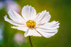 Load image into Gallery viewer, Buy Premium White Cosmos Middle Seeds Online