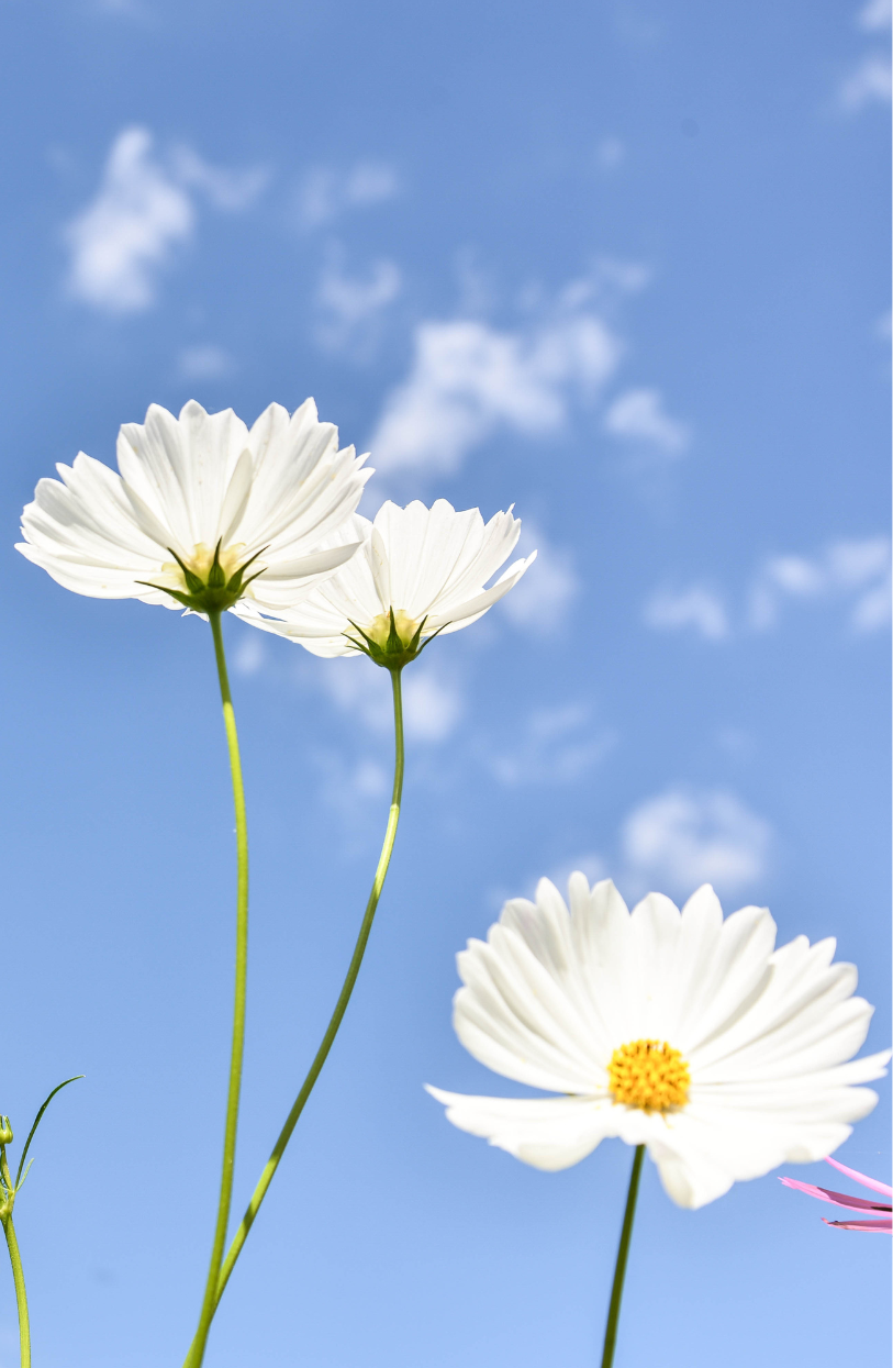 Discover Beautiful White Cosmos Middle Seeds for Sale