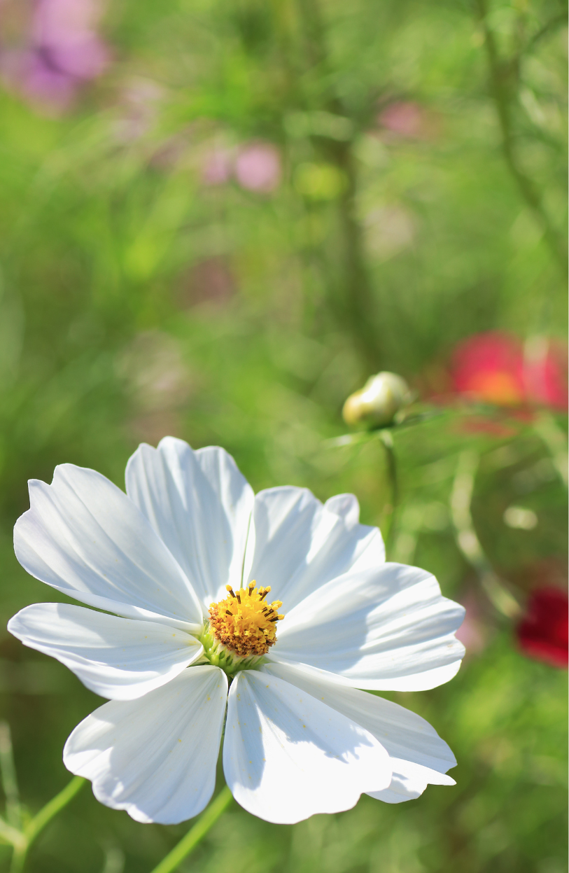 Transform Your Garden with White Cosmos Middle Seeds