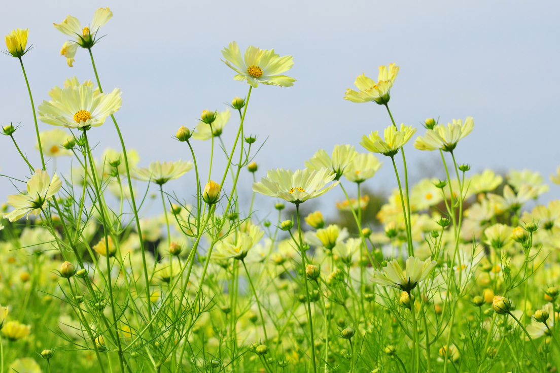 Buy Premium Yellow Cosmos Seeds Online - Brighten Your Garden