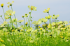 Afbeelding laden in galerijviewer, Buy Premium Yellow Cosmos Seeds Online - Brighten Your Garden