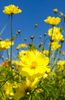 Shop Yellow Cosmos Seeds - Vibrant and Beautiful Varieties