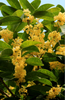 Aromatic Garden Treasure: Buy Osmanthus Fragrans for Captivating Scents