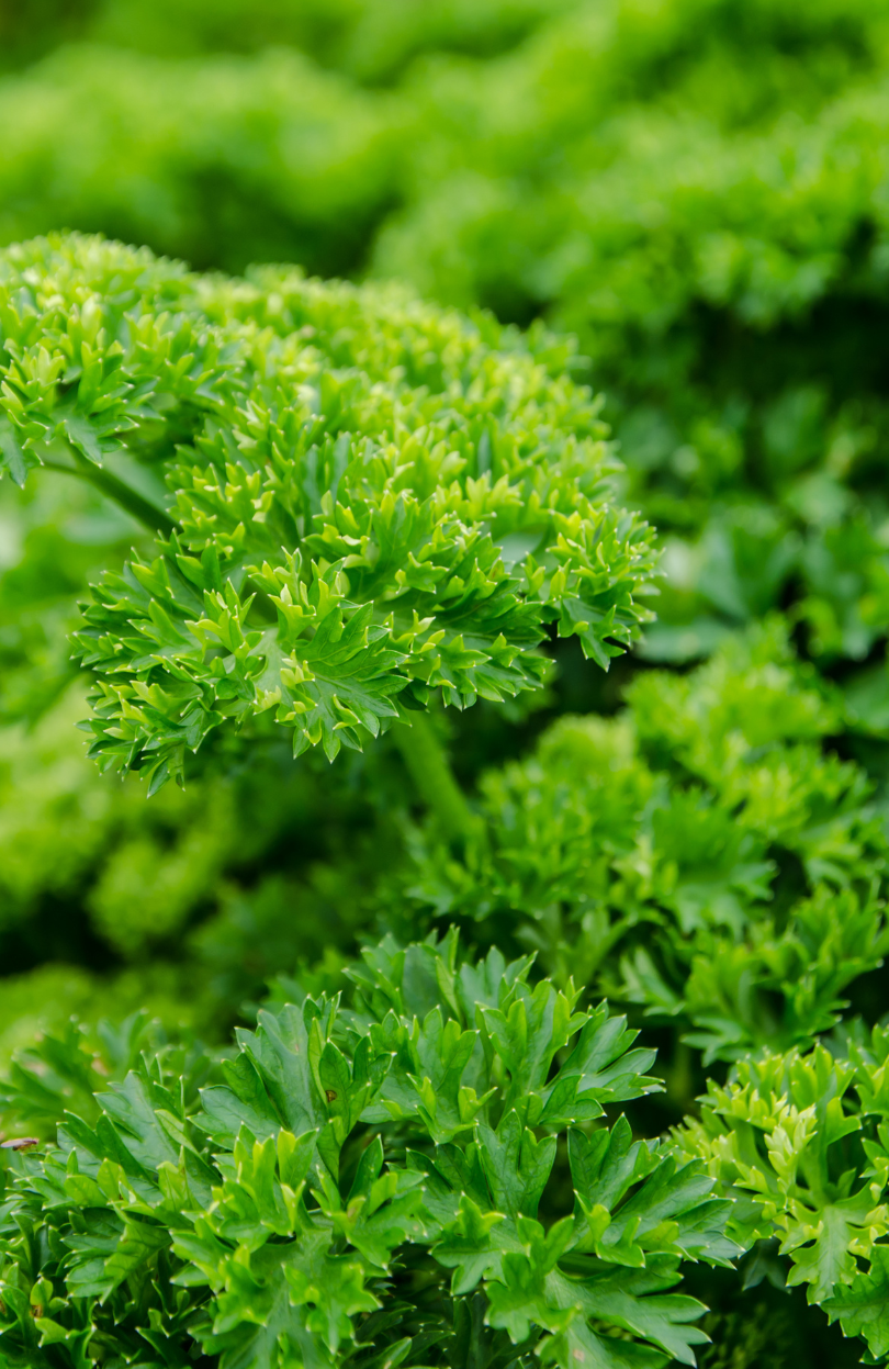Love at First Bite: Buy Parsley Aphrodite for Irresistible Culinary Creations