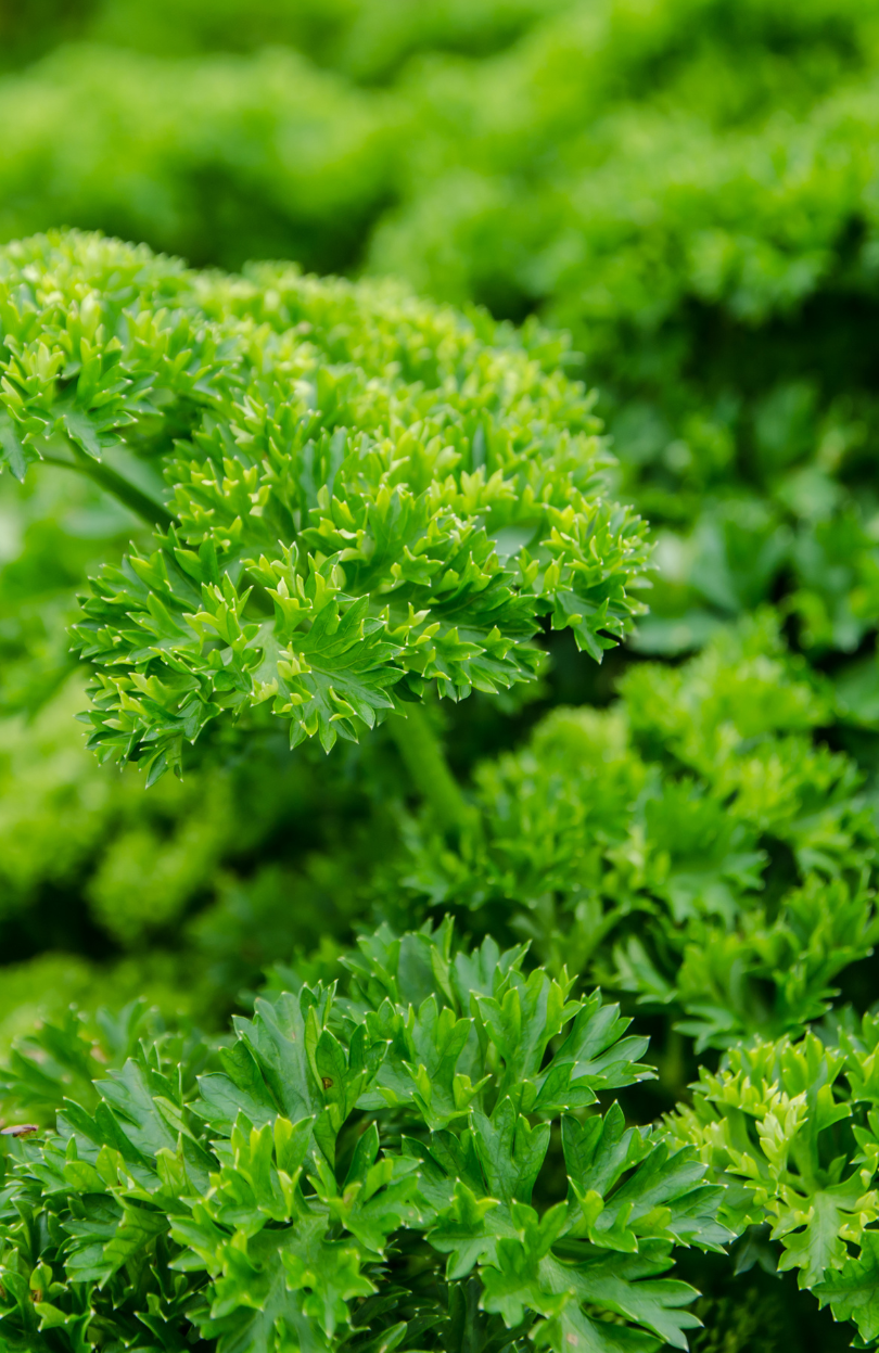 Fresh Organic Parsley Growing from Seed