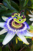 Cargar imagen en el visor de la galería, Exquisite Floral Beauty: Get Passionflower for Enchanting Garden Displays