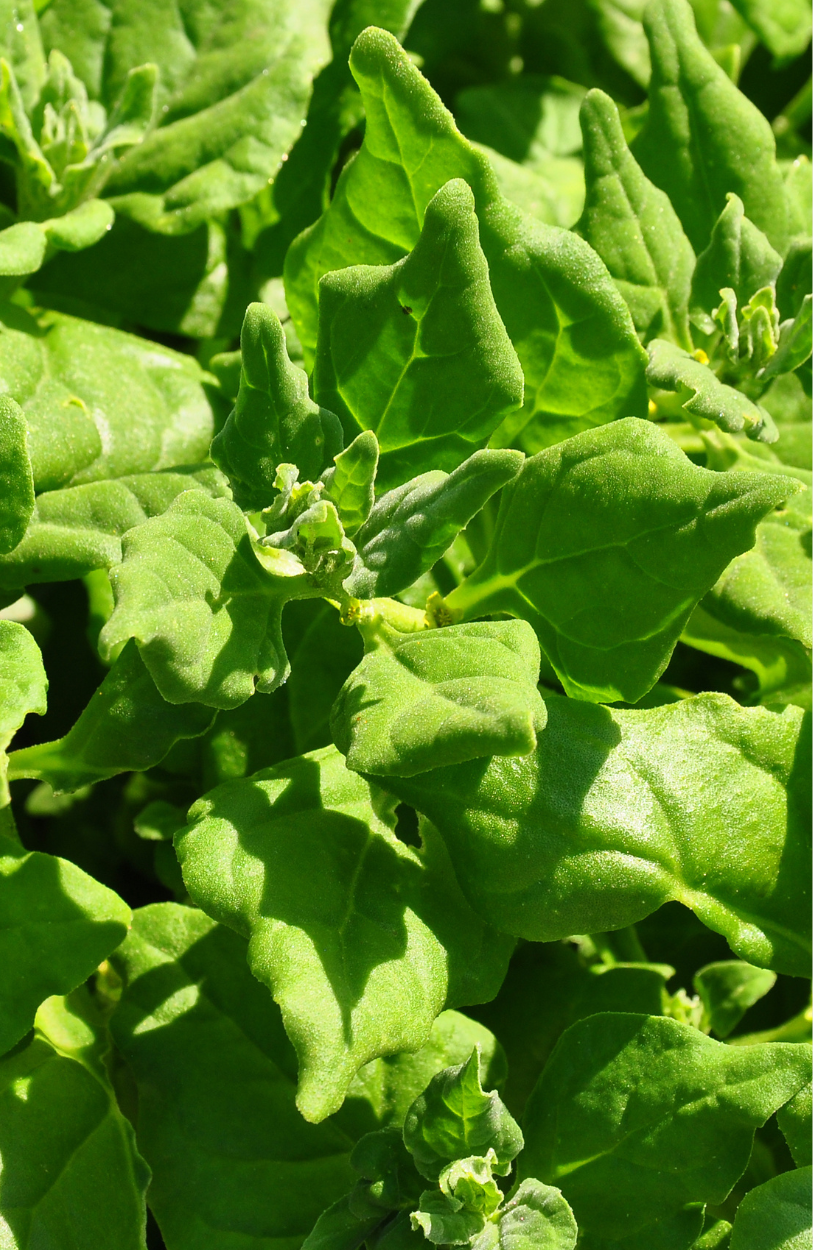 Nutrient-Rich Superfood: Buy New Zealand Spinach Seeds for Vitality Boost