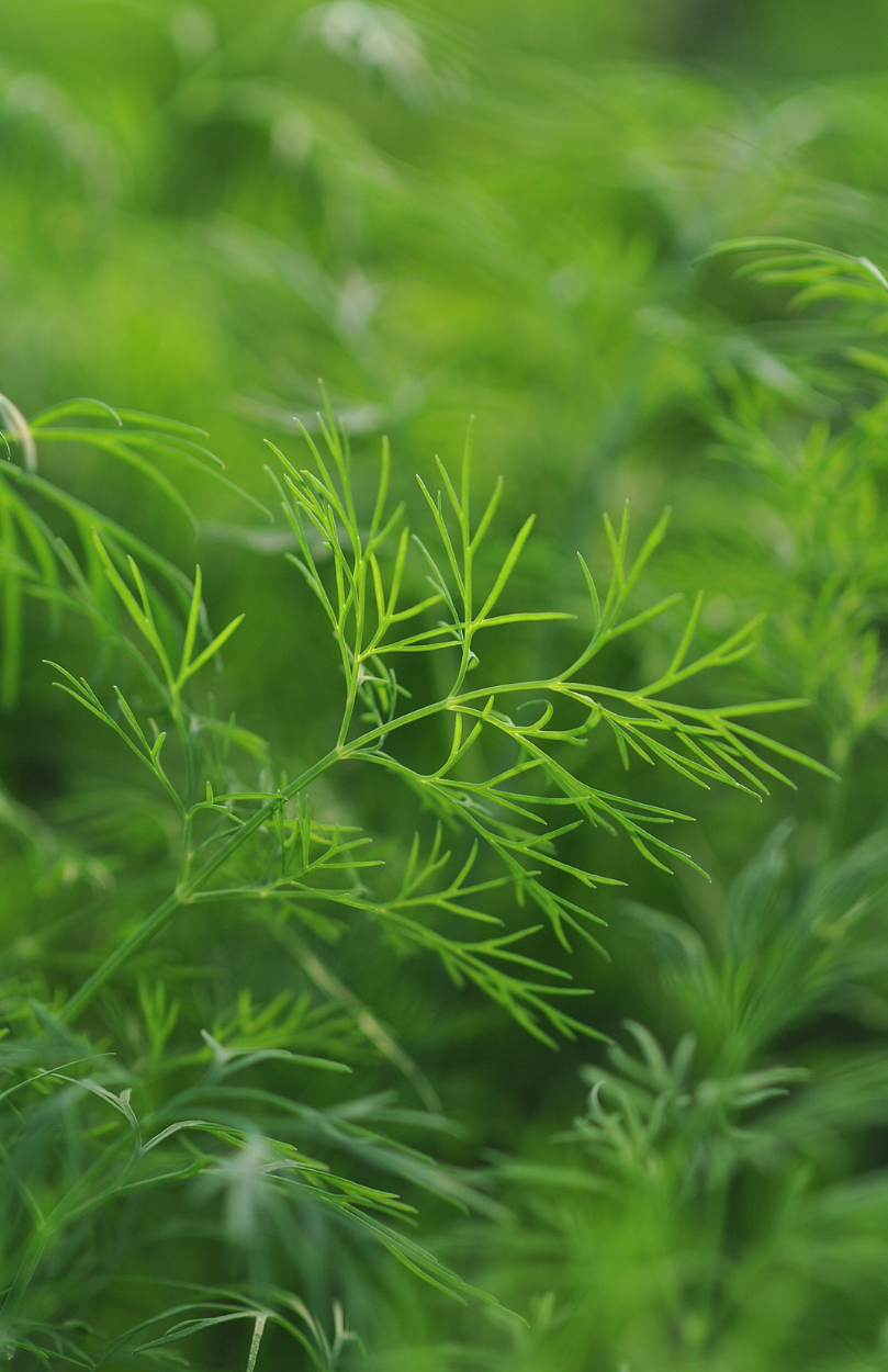 Buy Dill Diana Seeds Online - Aromatic Herb for Your Culinary Delights