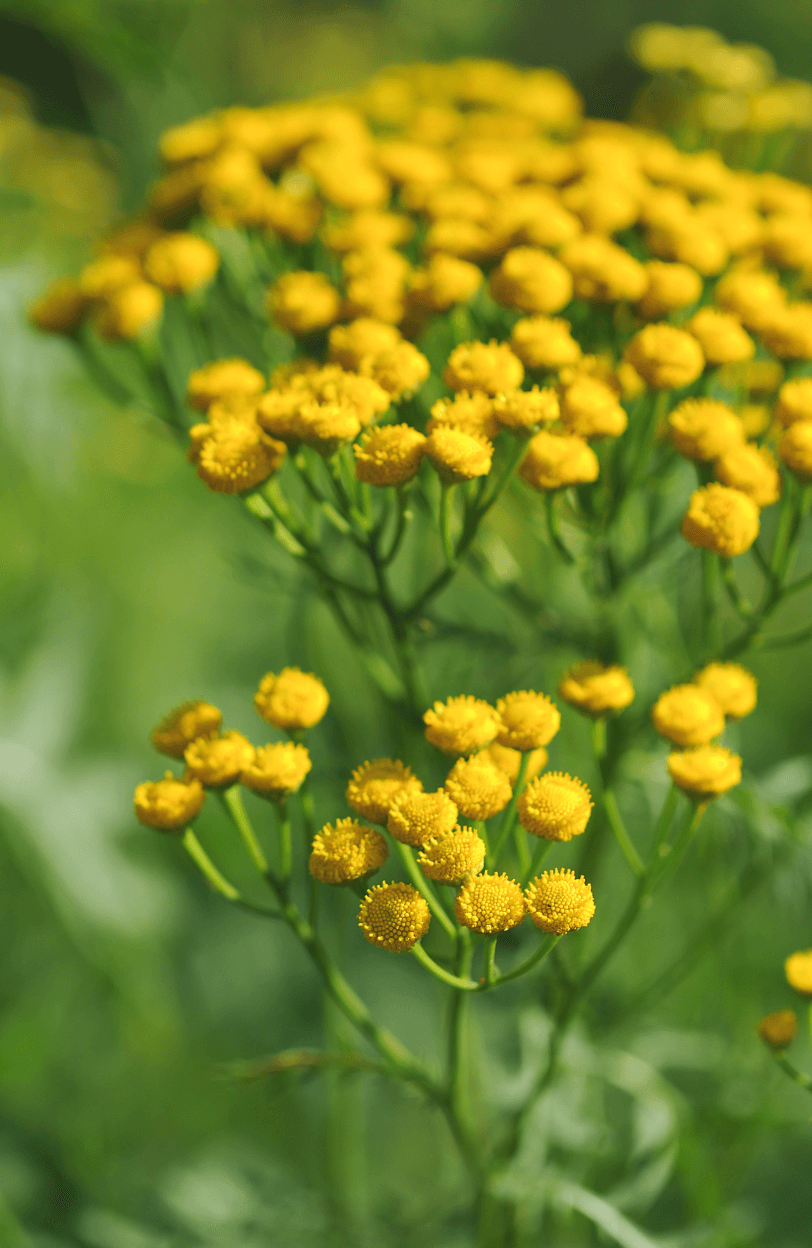 Tansy Seeds Shop - Discover the Perfect Herb for Your Kitchen