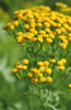 Ladda in bild i Galleri Viewer, Tansy Seeds Shop - Discover the Perfect Herb for Your Kitchen