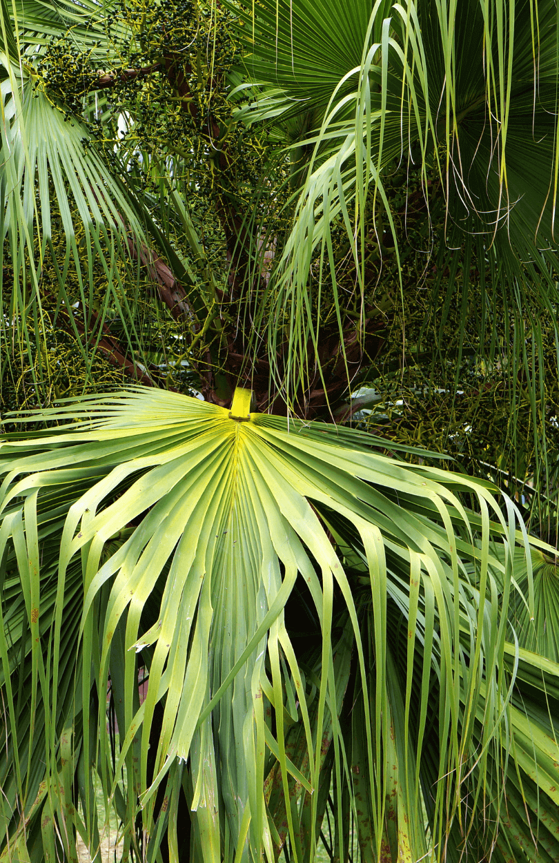 Fan Palm Livistona Chinensis Seeds for Sale - Buy from Our Shop Today
