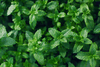 Buy Green Mint Seeds Online - Fresh and Flavorful Herbs for Your Garden