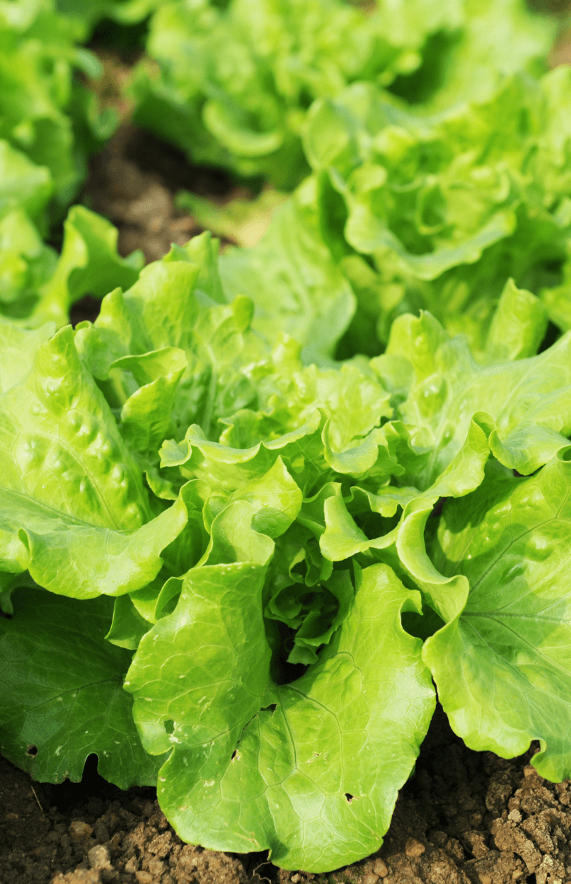 Italian Lettuce Seeds Shop - Discover a Variety of Delicious Greens