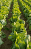 Indlæs billede i gallerifremviser, Chinese Cabbage Seeds for Home Gardening: Nutritious and Deliciou