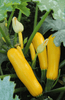 Cargar imagen en el visor de la galería, Order Sunstripe Courgette Seeds: Bring Golden Zucchini to Your Home