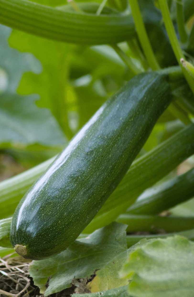 Buy Summer Courgette Zucchini Seeds: Start Your Bountiful Garden
