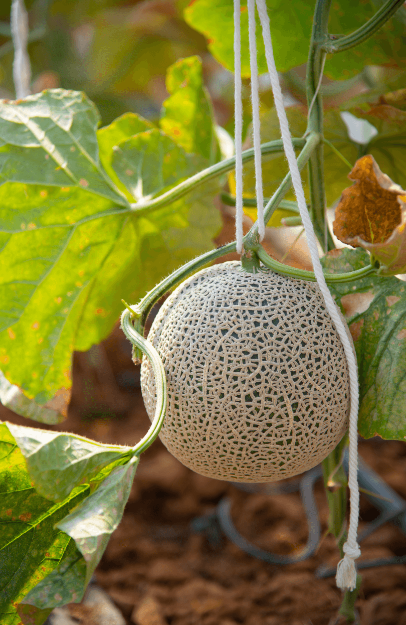 Homegrown Refreshment: Get Cantaloupe Seeds for Your Garden