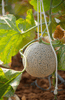 Homegrown Refreshment: Get Cantaloupe Seeds for Your Garden