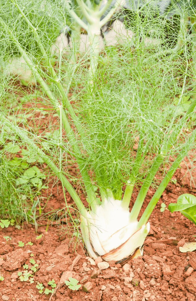 Premium Florence Fennel Seeds - Start a culinary adventure with these high-quality seeds