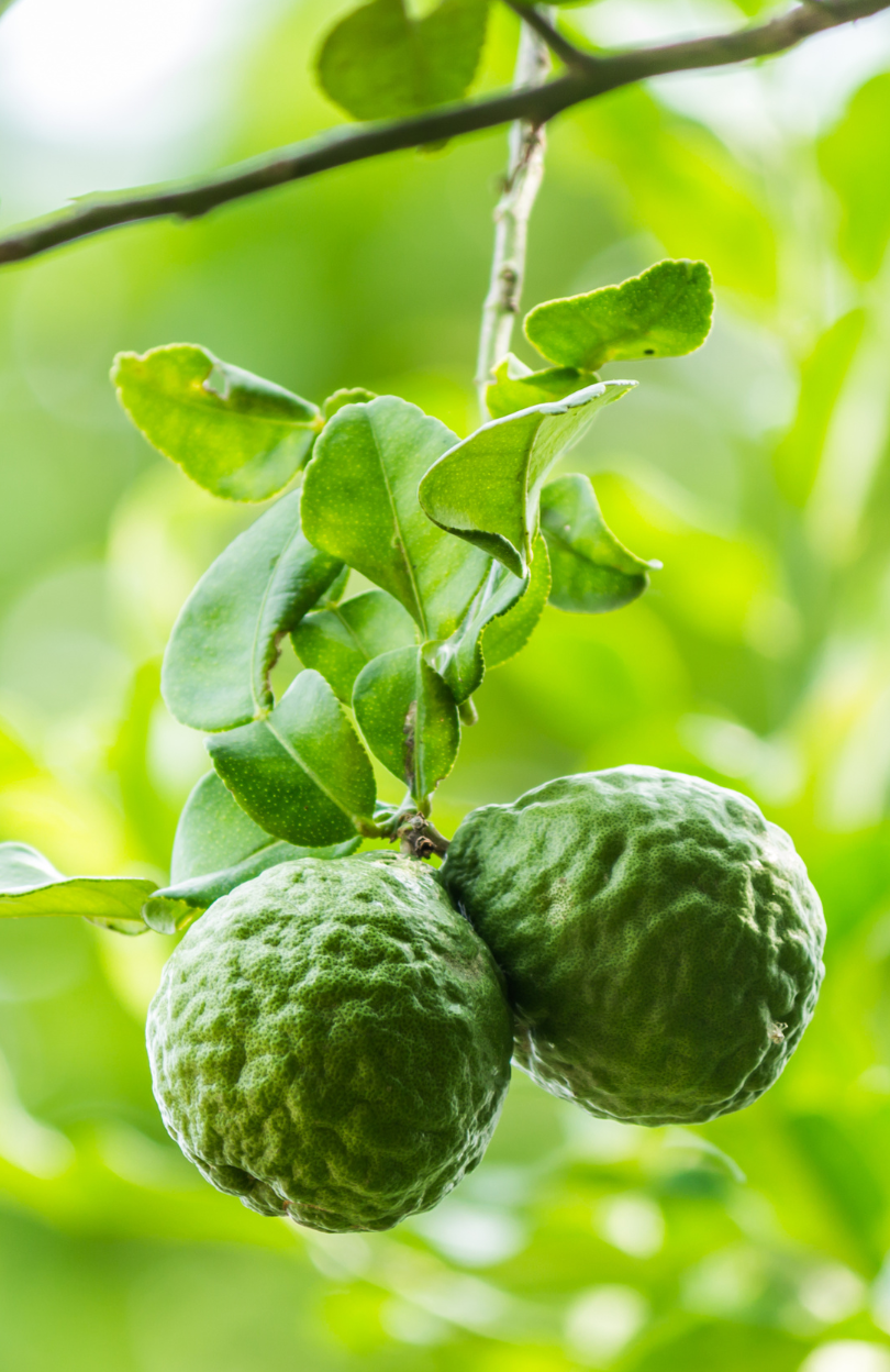 Bergamot Lemon Seeds - Grow Citrus Bliss at Home!