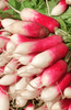 Ladda in bild i Galleri Viewer, Premium French Breakfast Radish Seeds - Start a delicious and colorful harvest, high-quality seeds