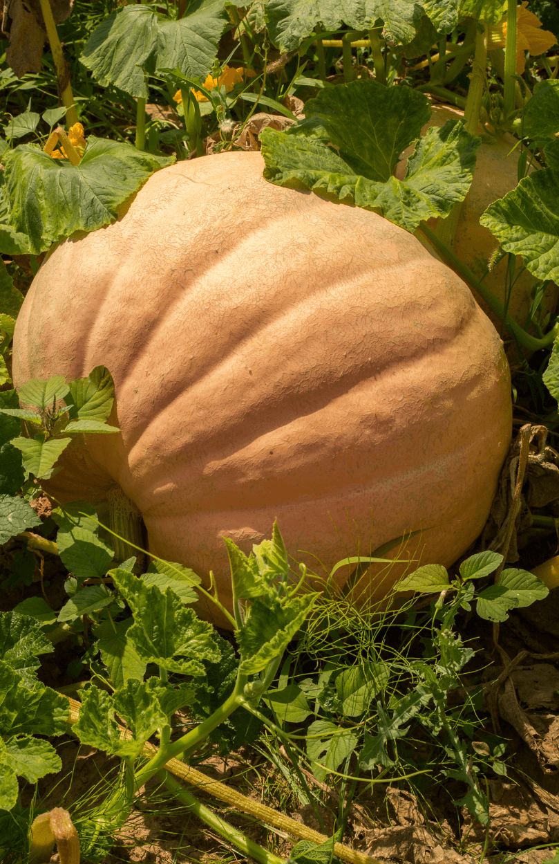 Giant Pumpkin Seeds - Grow massive and impressive pumpkins in your garden