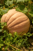 Afbeelding laden in galerijviewer, Giant Pumpkin Seeds - Grow massive and impressive pumpkins in your garden