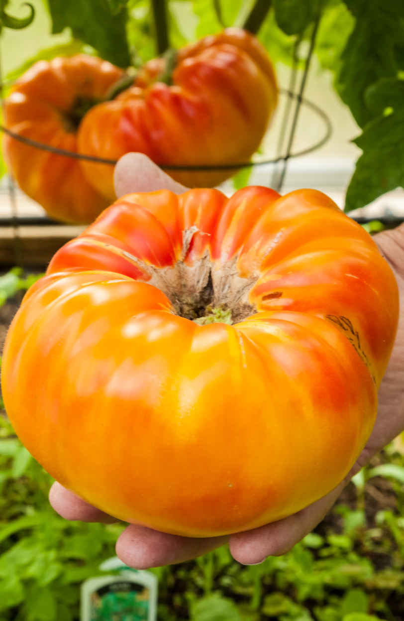 Organic Giant Tomato Seeds - Grow massive and flavorful tomatoes in your garden
