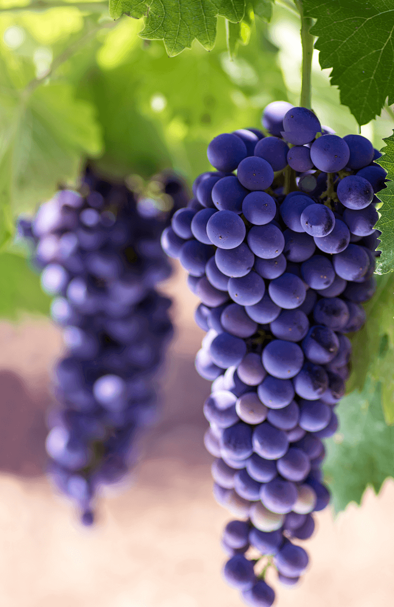 Grape Seeds - Grow delicious and juicy grapes in your garden