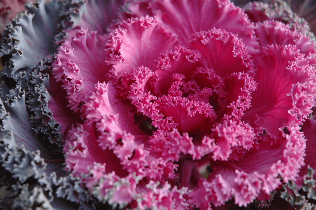 Pink Kale Seeds - Vibrant and Nutritious Choice!