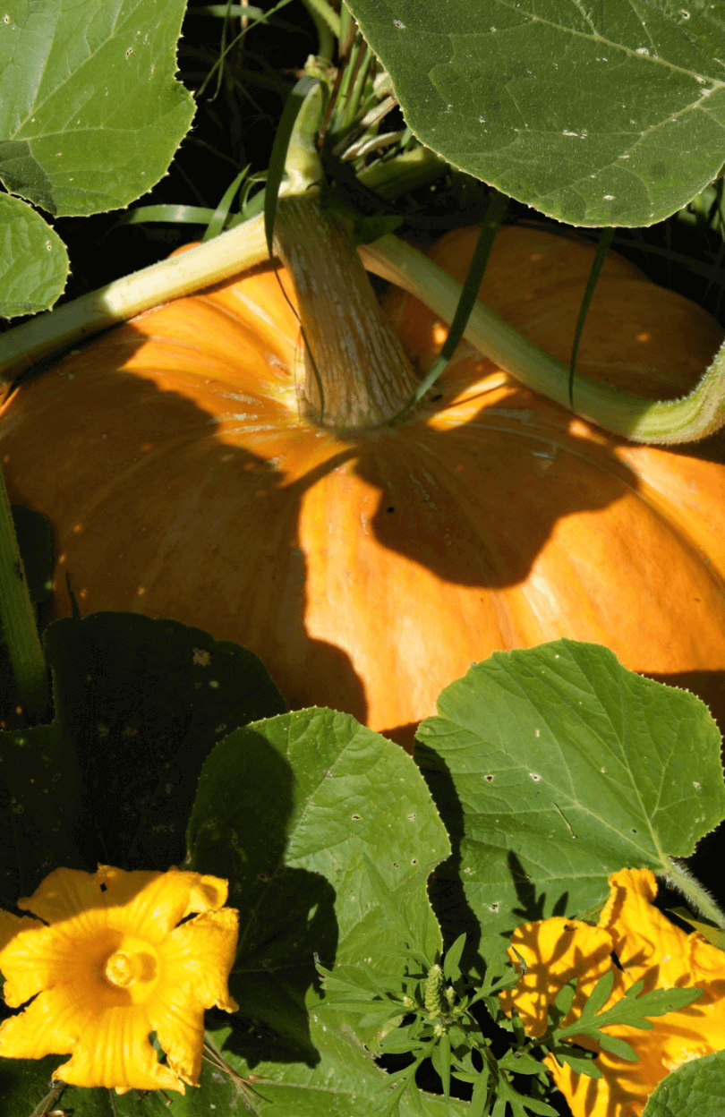 Get Your Hands on Mars Squash Pumpkin Seeds: Harvest Fall Delights