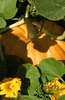 Afbeelding laden in galerijviewer, Get Your Hands on Mars Squash Pumpkin Seeds: Harvest Fall Delights