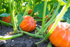 Afbeelding laden in galerijviewer, Buy Mars Squash Pumpkin Seeds: Grow Your Own Autumn Magic