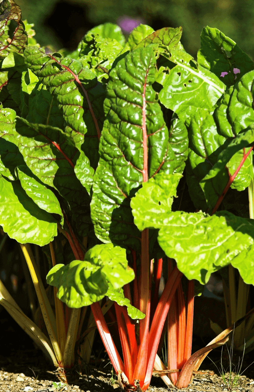 Buy Red Swiss Chard Seeds for Eye-Catching Gardens
