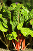 Load image into Gallery viewer, Buy Red Swiss Chard Seeds for Eye-Catching Gardens