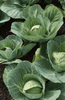 Indlæs billede i gallerifremviser, Order Now: Summer Cabbage Seeds for a Flavorful Harvest